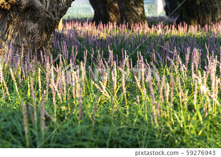 Macmundong Forest 59276943