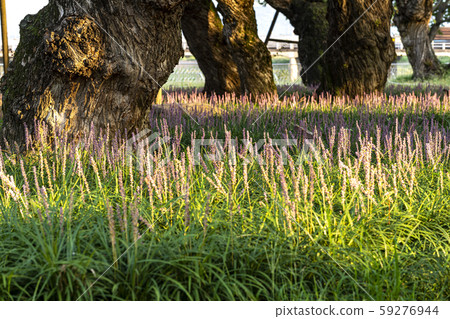 Macmundong Forest 59276944