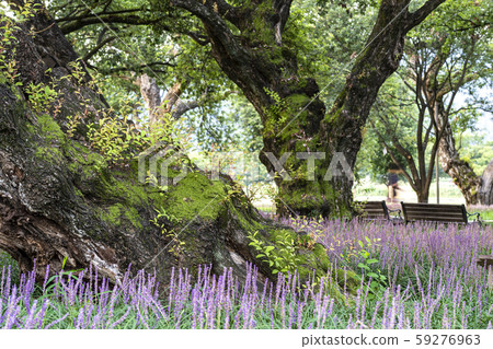 Macmundong Forest Macmundong Forest 59276963