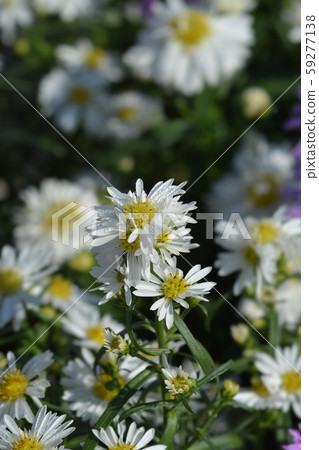 Michelmas daisy Starletta 59277138