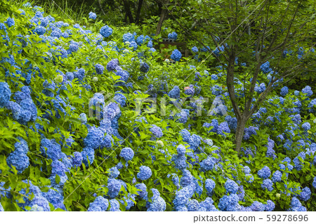 The blooming hydrangea of Hattasan 59278696