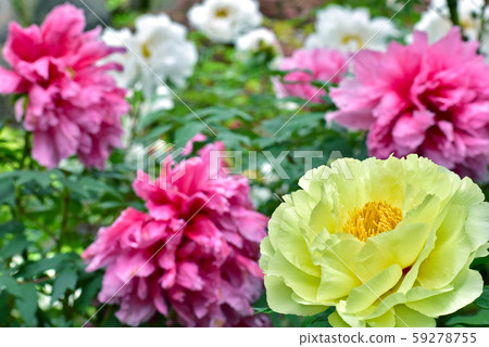 Yoshidon Peony 59278755
