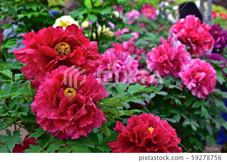 Yoshidon Peony Yoshidon Peony 59278756