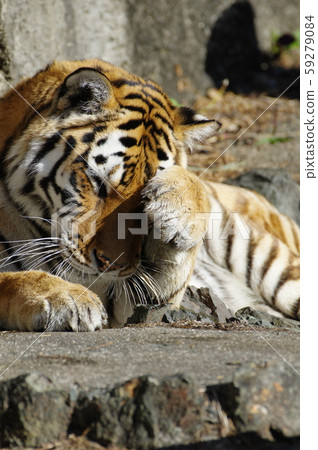 阿穆爾托拉 59279084