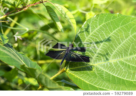 Insects of Korea Insects of Korea 59279089