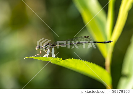 Insects of Korea 59279103