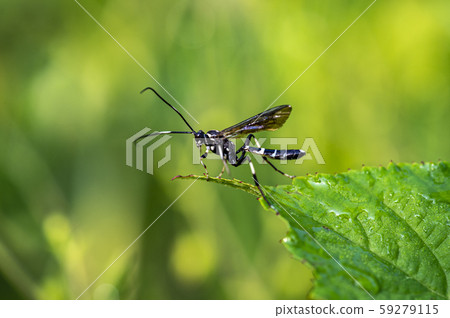 Insects of Korea Insects of Korea 59279115
