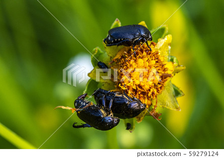 Insects of Korea 59279124