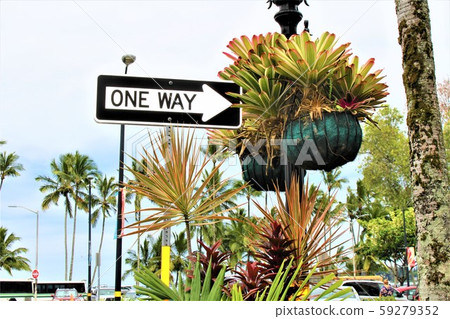 夏威夷島姬路龜目花街 59279352