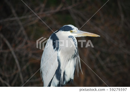 Gray heron Gray heron 59279397