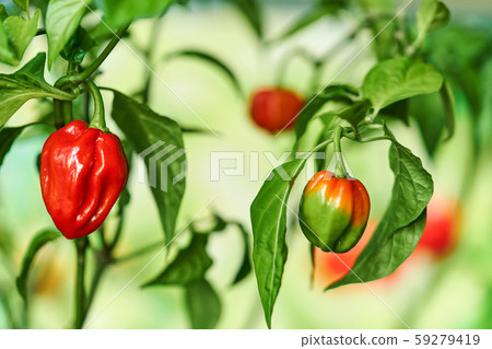 Habanero plant featuring fresh, ripe habanero peppers, ready for picking. Habanero plant featuring fresh, ripe habanero peppers, ready for picking. 59279419