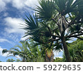 Adan tree 59279635