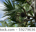 Adan tree 59279636