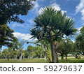 Adan tree 59279637