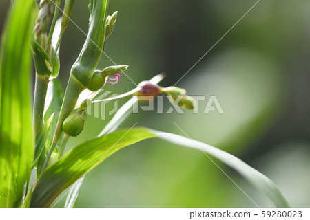 Job's tears seed on the tree plant / coix lachryma Job's tears seed on the tree plant / coix lachryma 59280023
