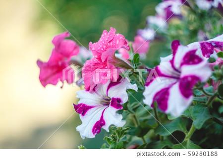 petunia flowers red, pink purple, white flowers in a flower pot on the balcony in the sunlight. 59280188