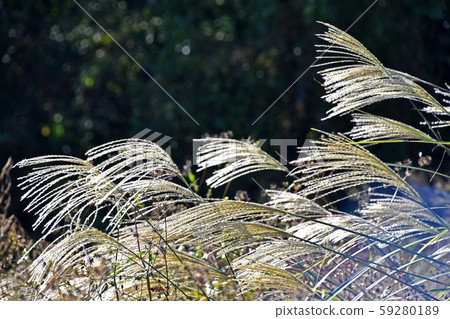 Susuki Susuki 59280189