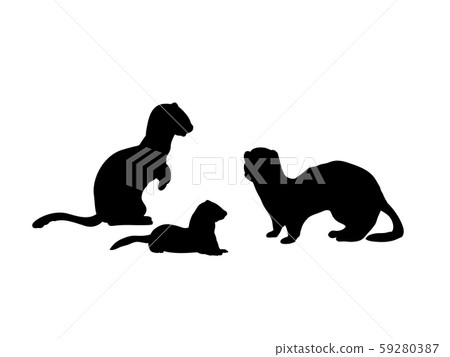 Ferrets family. Silhouettes of animals Ferrets family. Silhouettes of animals 59280387