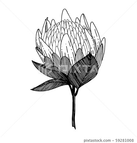 Vector Exotic tropical hawaiian summer flower. Black and white engraved ink art. Isolated flowers Vector Exotic tropical hawaiian summer flower. Black and white engraved ink art. Isolated flowers 59281008