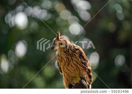 Malay worm owl 59281496