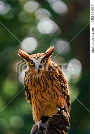 Malay worm owl 59281497
