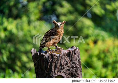 Malay worm owl 59281502