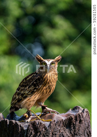 Malay worm owl 59281505