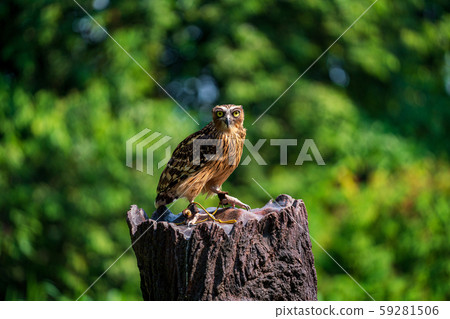 Malay worm owl Malay worm owl 59281506