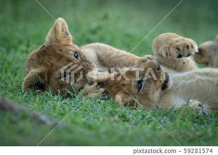 Close-up of two lion cubs lying in grass 59281574