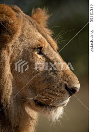 Close-up of sunlit male lion face 59281589