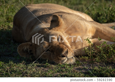 Close-up of sleepy lioness lying on grass Close-up of sleepy lioness lying on grass 59281590
