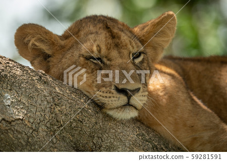 Close-up of sleepy lion cub on branch 59281591