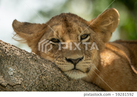Close-up of sleepy lion cub in tree Close-up of sleepy lion cub in tree 59281592