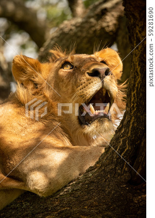 Close-up of male lion looking up tree Close-up of male lion looking up tree 59281690