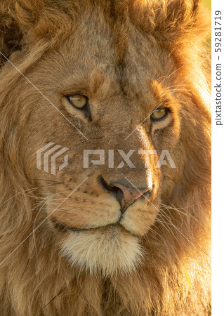 Close-up of male lion face turned right Close-up of male lion face turned right 59281719