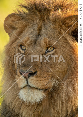 Close-up of male lion face turned left Close-up of male lion face turned left 59281721