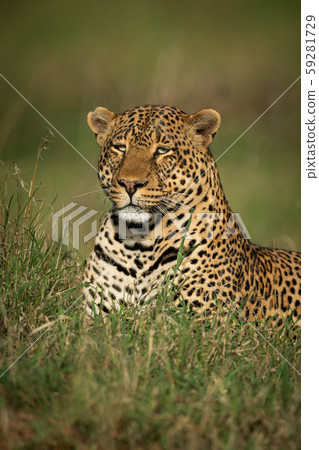 Close-up of male leopard lying in grass Close-up of male leopard lying in grass 59281729