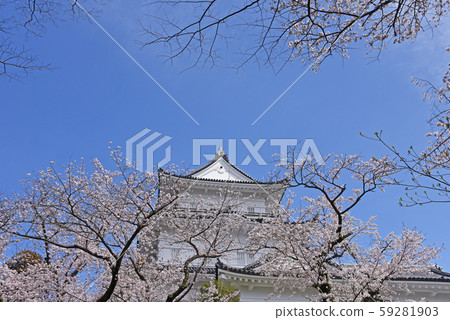 小田原城堡櫻花 59281903