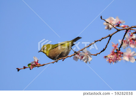 Early spring scenery Ume and Uguisu Early spring scenery Ume and Uguisu 59282038