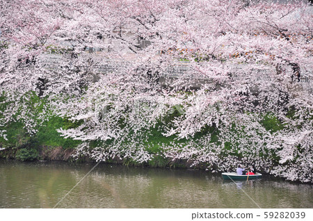 東京千鳥淵的櫻花盛開 59282039