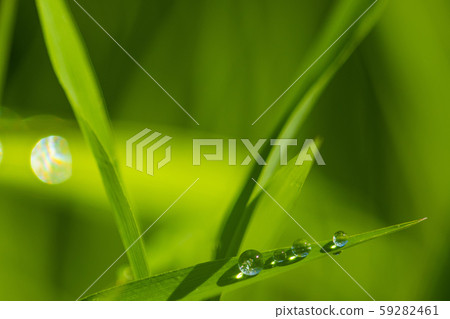 Grass with morning dew 59282461