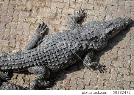 Crocodile in farm. 59282472