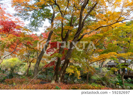 熱海李子庭院秋葉 59282697