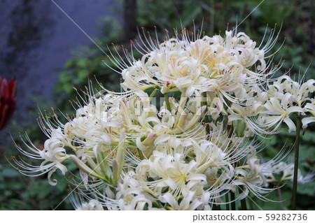 Cluster amaryllis Cluster amaryllis 59282736
