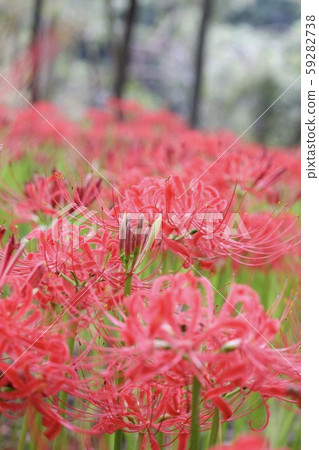 群集孤挺花 群集孤挺花 59282738