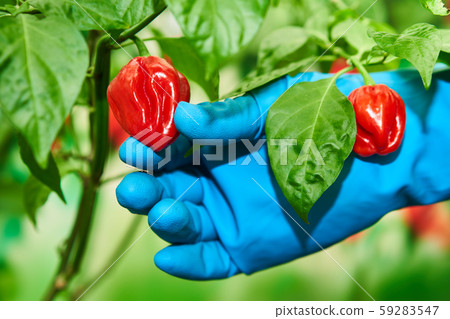 Habanero plant featuring fresh, ripe habanero peppers, ready for picking. 59283547