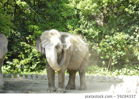 Asian elephant (Ceylon elephant) 59284337