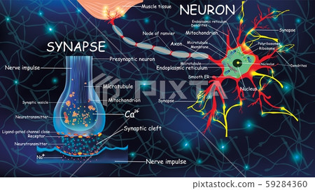 Anatomy Neyron And Synapse Signaling In The Stock Illustration