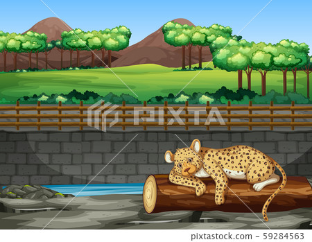 Scene with tiger in the zoo Scene with tiger in the zoo 59284563