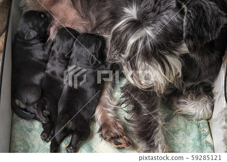 Three schnauzer puppies suck milk close up. 59285121